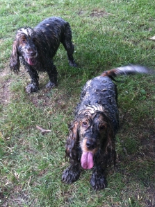 Dirty spaniels, Archie and Dexter, The Pet Shop Ripon