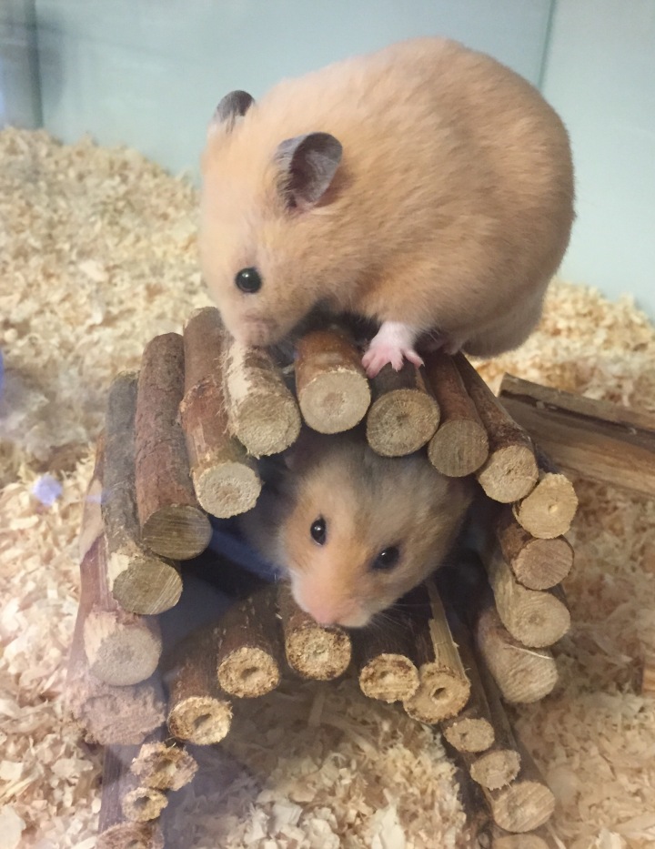 The Pet Shop Ripon, Hamsters for sale, Hamsters